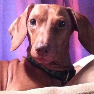 Meet your Posher, Rachael